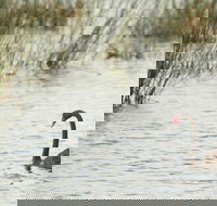 Little Llangothlin Picnic Area - Rental Cars