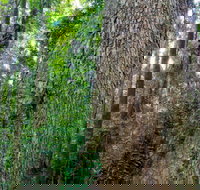 Murray Scrub walking track - Rental Cars