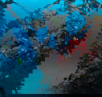 Severance Shipwreck Dive Site - Rental Cars