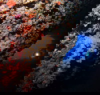 The Blowhole - Rental Cars