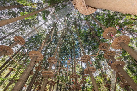 TreeTops Sydney The Hills - Rental Cars 1