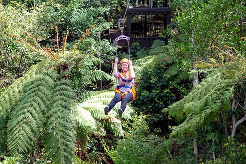 Illawarra Fly Treetop Adventures Treetop Walk Admission Ticket - Rental Cars 2