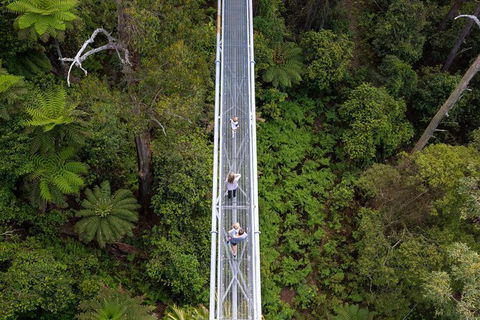 Illawarra Fly Treetop Adventures Treetop Walk Admission Ticket - Rental Cars 4