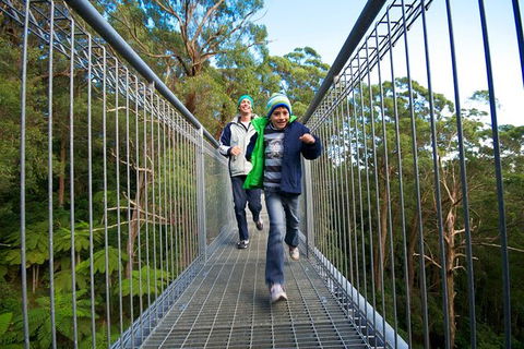 Illawarra Fly Treetop Adventures Treetop Walk Admission Ticket - Rental Cars 7
