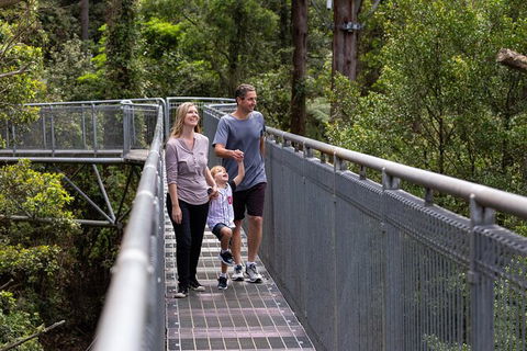 Illawarra Fly Treetop Adventures Treetop Walk Admission Ticket - Rental Cars 1