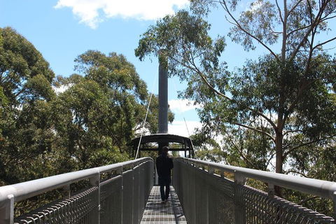 Illawarra Fly Treetop Adventures Admission Including Zipline Tour - Rental Cars 2