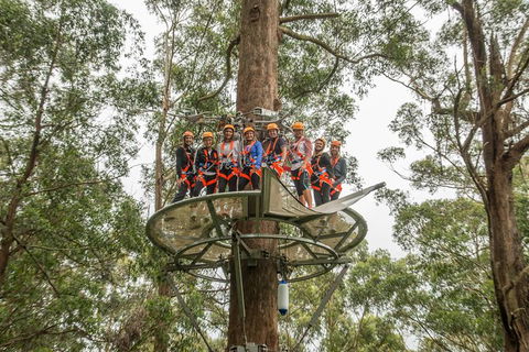 Illawarra Fly Treetop Adventures Admission Including Zipline Tour - Rental Cars 4