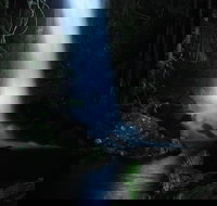 Mt Tamborine National Park 4WD Nocturnal Rainforest and Glow Worm Tour