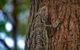 Kangaroo Watching & Koala Spotting - Private Tour - thumb 5