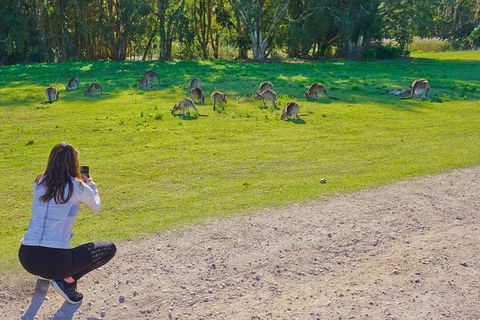 Kangaroo Watching & Koala Spotting - Private Tour - Rental Cars 1