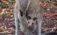 Kangaroo Watching & Koala Spotting - Private Tour - thumb 6