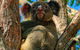 Kangaroo Watching & Koala Spotting - Private Tour - thumb 3