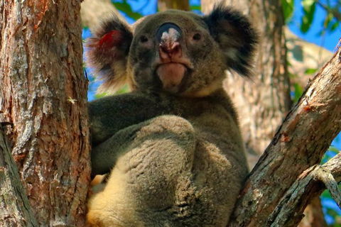 Kangaroo Watching & Koala Spotting - Private Tour - Rental Cars 3