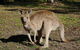 Kangaroo Watching & Koala Spotting - Private Tour - thumb 7