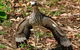 Kangaroo Watching & Koala Spotting - Private Tour - thumb 2