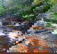 Springbrook Full Day Tour