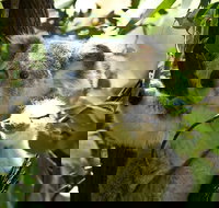 Half-Day Private Tour to Tamborine Mountain with Wine Tasting - Up to 6 people