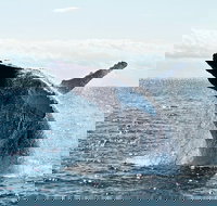 PRIVATE Whale Watching Tour - up to 11 people in your group