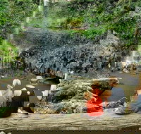 Private Half-Day Springbrook National Park Eco Tour - Up to 6 people