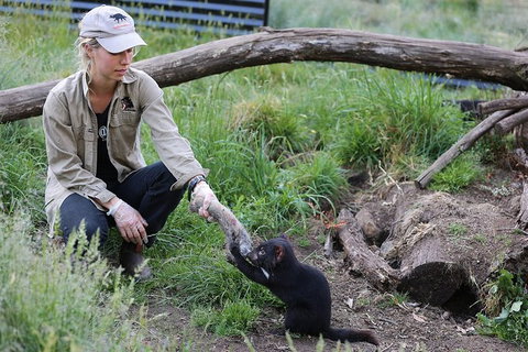 After Dark Tasmanian Devil Feeding Tour At Cradle Mountain - Rental Cars 3