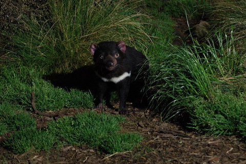 After Dark Tasmanian Devil Feeding Tour At Cradle Mountain - Rental Cars 1