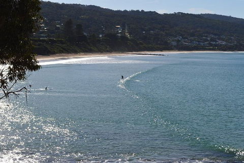 PRIVATE Great Ocean Road Tour And 12 Apostles With Wildlife Spotting - Rental Cars 6