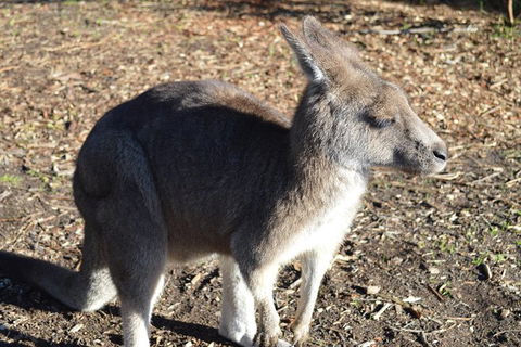 PRIVATE Great Ocean Road Tour And 12 Apostles With Wildlife Spotting - Rental Cars 2