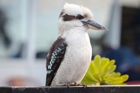 PRIVATE Great Ocean Road Tour And 12 Apostles With Wildlife Spotting - Rental Cars 9