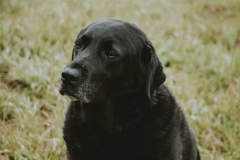 Daylesford Private, Corporate, Group Wine Tours: Wine, Cider, Gin, Vodka, Port! - Rental Cars 4