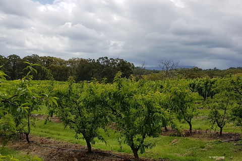 Day Tour Of Yarra Valley Puffing Billy And Rayners Orchard - Rental Cars 42