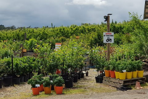 Day Tour Of Yarra Valley Puffing Billy And Rayners Orchard - Rental Cars 46