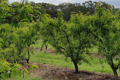 Day Tour Of Yarra Valley Puffing Billy And Rayners Orchard - Rental Cars 49