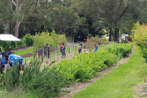 Day Tour Of Yarra Valley Puffing Billy And Rayners Orchard - Rental Cars 29