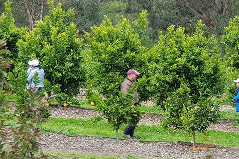 Day Tour Of Yarra Valley Puffing Billy And Rayners Orchard - Rental Cars 34