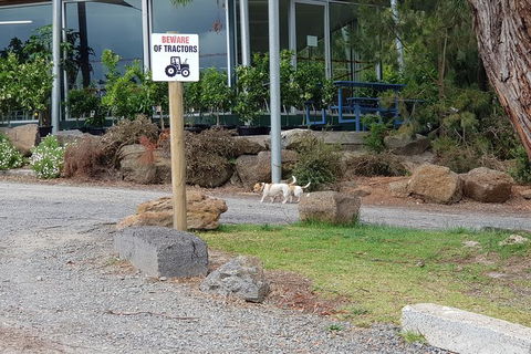 Day Tour Of Yarra Valley Puffing Billy And Rayners Orchard - Rental Cars 2