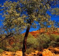 Mt Romance Australia Pty Ltd - Rental Cars