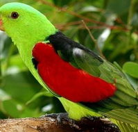 Birdworld Kuranda - Rental Cars