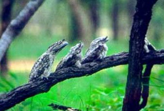 Mount Mulgrave QLD Rental Cars