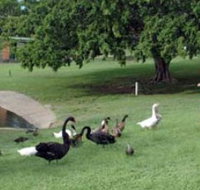 Anzac Park and Ululah Lagoon - Rental Cars