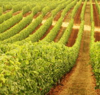 Wignalls Winery - Rental Cars