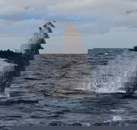 Wild Ocean Tasmania - Private Charters - Rental Cars