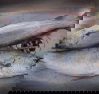 Central Coast Reef and Game Fishing Charters - Rental Cars
