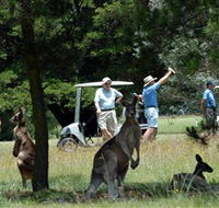 Glen Innes Golf Club - Rental Cars