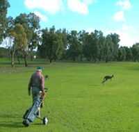 Coffin Bay Golf Club - Rental Cars