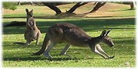 Rockingham Golf Club - Rental Cars 2