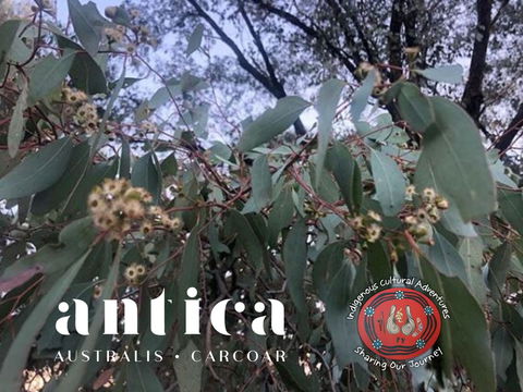 Antica Australis - Winter Fire Festival - Rental Cars 0