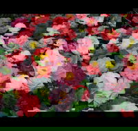 Camellia's Australia National Camellia Show - Rental Cars
