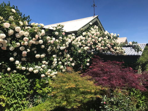 Crookwell Garden Festival - Rental Cars 1