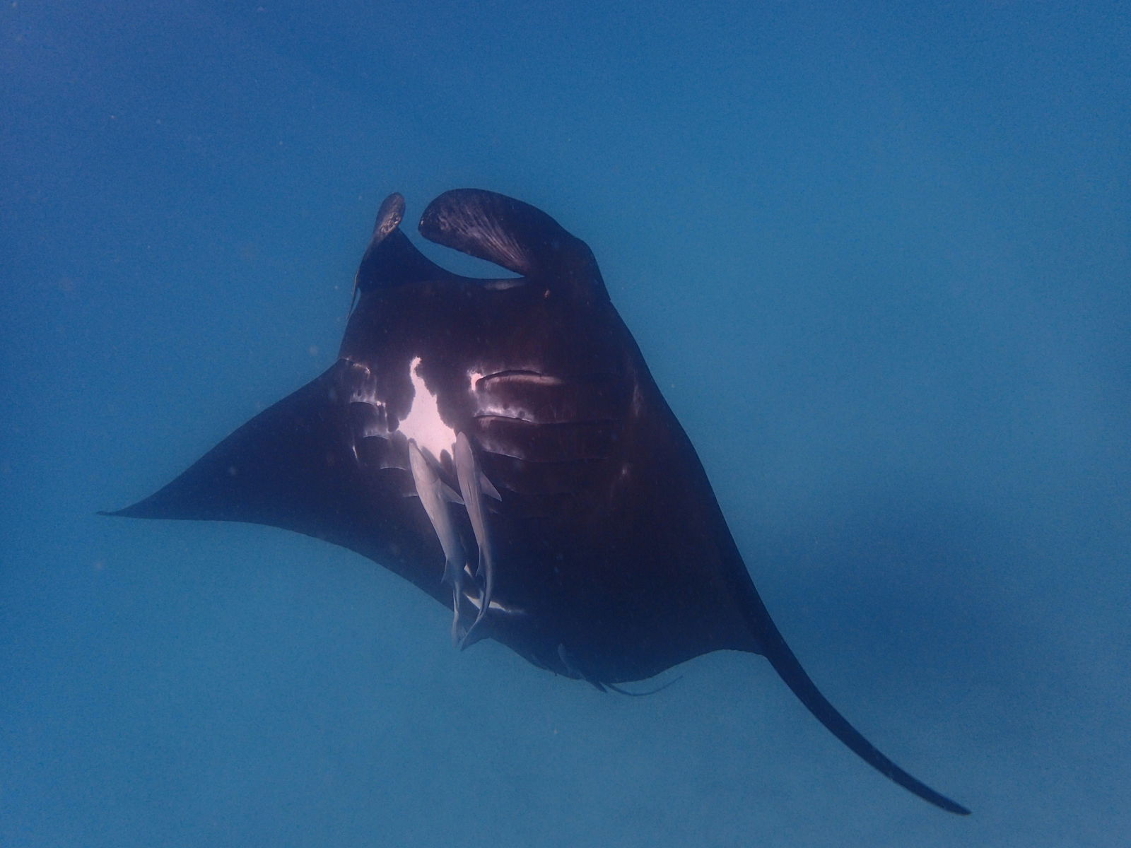 Ningaloo WA Rental Cars