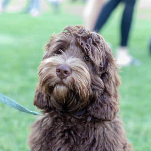 Ripley Markets - Rental Cars 1